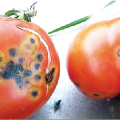 Timeline: Historia de la Fitopatología