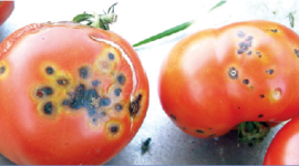 Timeline: Historia de la Fitopatología