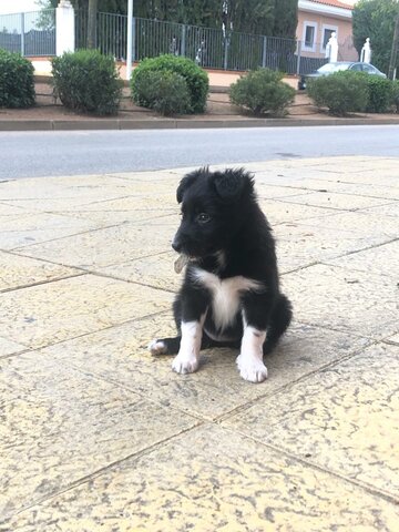 ADOPTO A MI PERRA KIRA