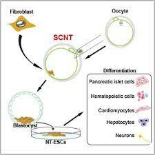 Human embryonic stem cells created by somatic cell nuclear transfer