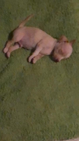 el hijo de mi mascota