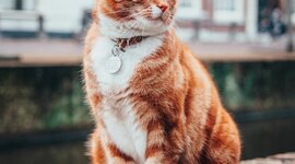 Timeline: LA VIDA DE UN GATO