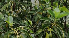 Timeline: historia de la fitopatologia