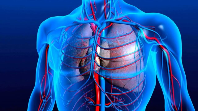 Descobriment de la circulació de la sang