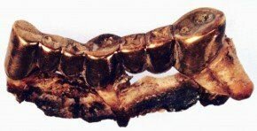 Selbstmord Hitler im “Führer Bunker“ ​