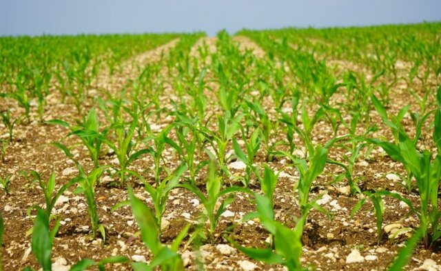 aparicion de la agricultura