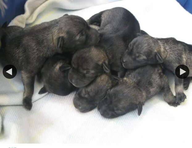 Nacen los bebes de Gina