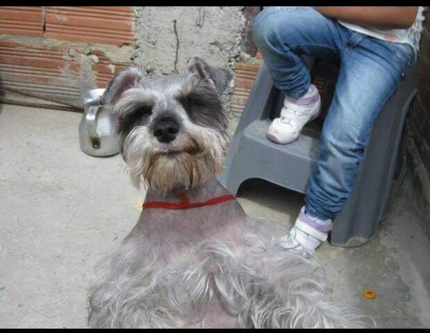 Pelusa posando