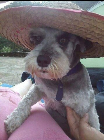 Muerte de Lyca hermana de Pelusa