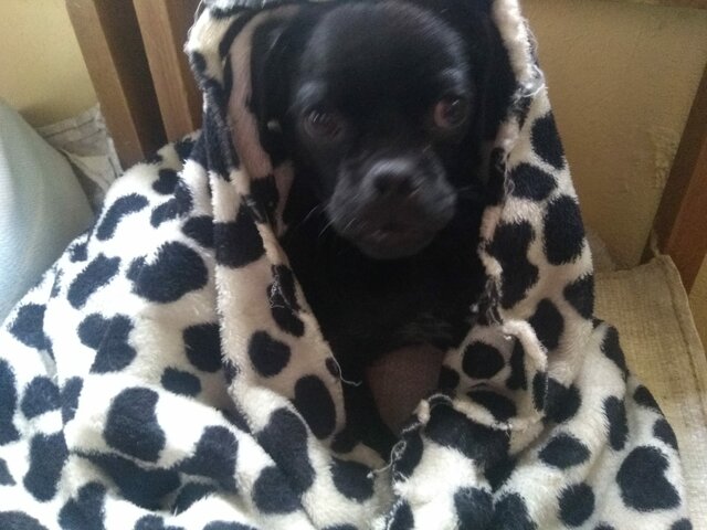 Lucky y su primer baño en la finca