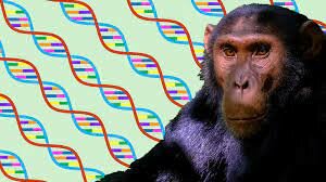 Genoma del chimpancé
