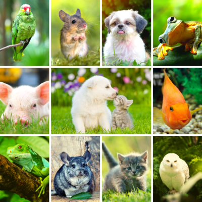 Timeline: Origen y desarrollo de la MVZ