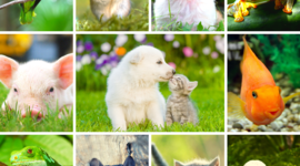 Timeline: Origen y desarrollo de la MVZ