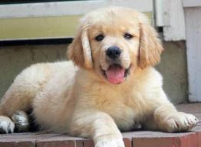 -4 la nessance de mon chein