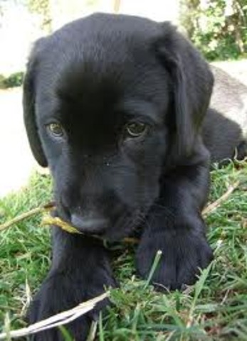 -15 le fete de mon veille chien Shadow