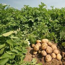 Plantacions de patates