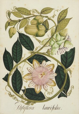 La expedición botanica