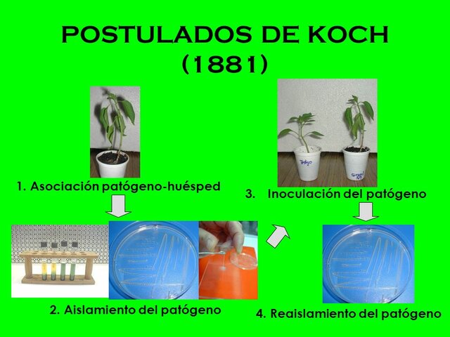 Enfermedades bacterianas