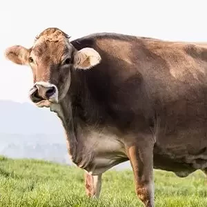 Primer bovino clonado