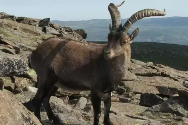 Clonación de un animal extinto, el bucardo