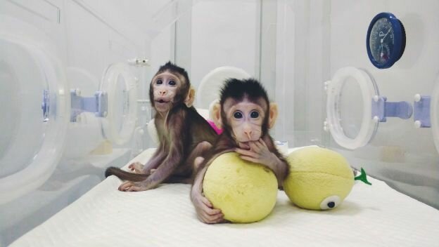 Primer primate creado por transferencia nuclear de una célula embrionaria