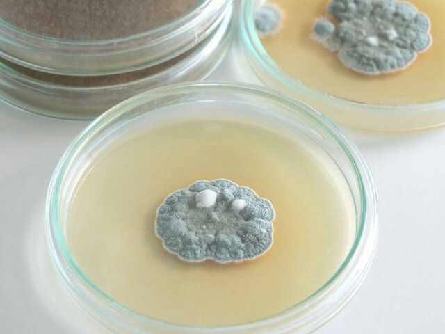 Nascita degli antibiotici