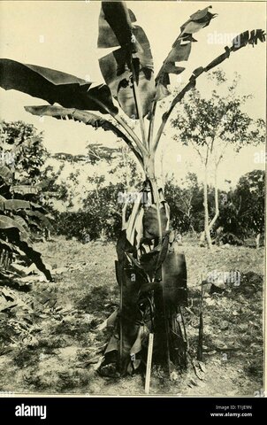 Primeras enfermedades en plantas