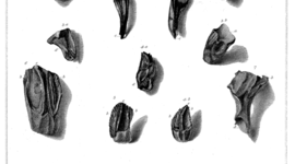 Timeline: 238 Final: A Timeline of Richard Owen’s Establishment of the Class Dinosaur