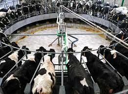 'They die piece by piece