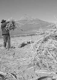 México pierde su aspecto predominantemente rural.