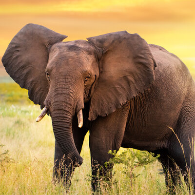 Timeline: La coronació de la historia