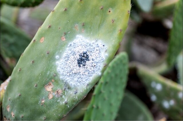 Disminución de la producción de la cochinilla