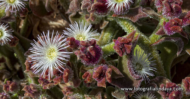 Frenazo al crecimiento económico de Canarias por el exceso de barrilla y vino
