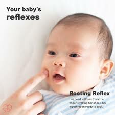 Rooting reflex