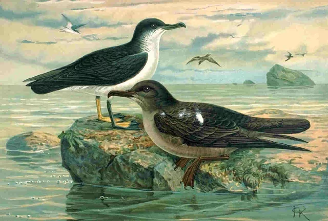 Puffinus olsoni