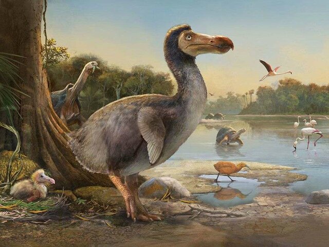 Dodo o Raphus cucullatus