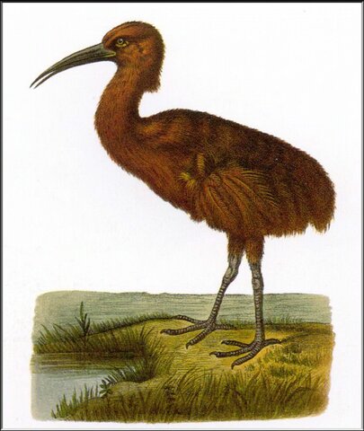 Rascón rojo	o Aphanapteryx bonasia