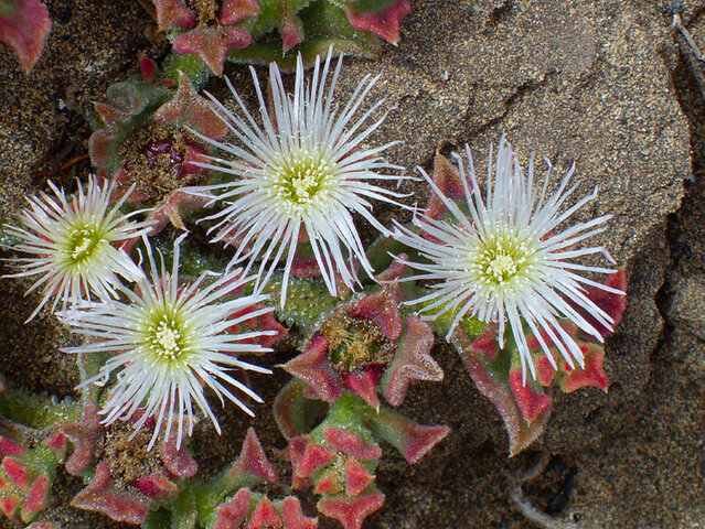 Frenazo al crecimiento económico de Canarias por el exceso de barbilla y vino