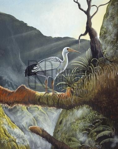 Threskiornis solitarius