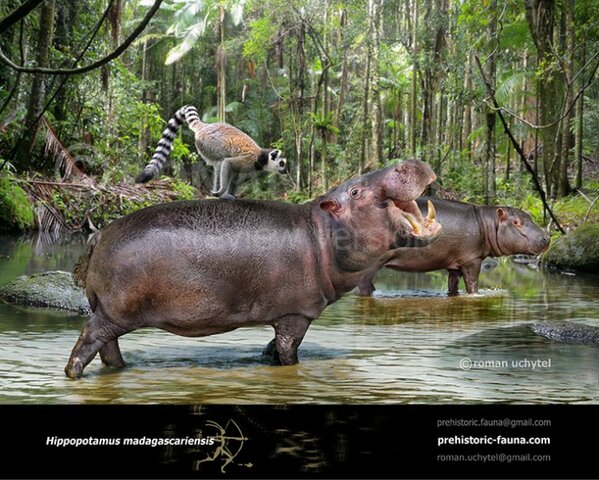 Hippopotamus madagascariensis