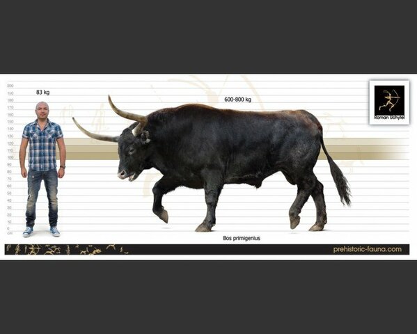 Bos primigenius africanus