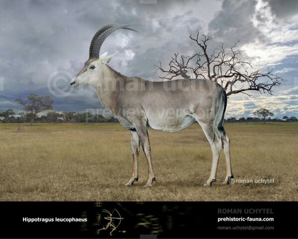 Hippotragus leucophaeus