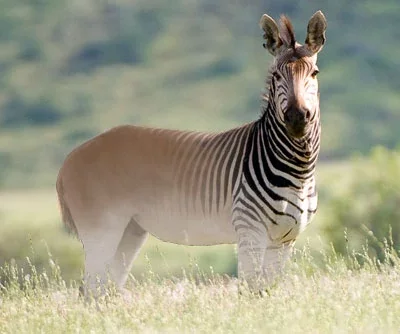 Equus quagga quagga