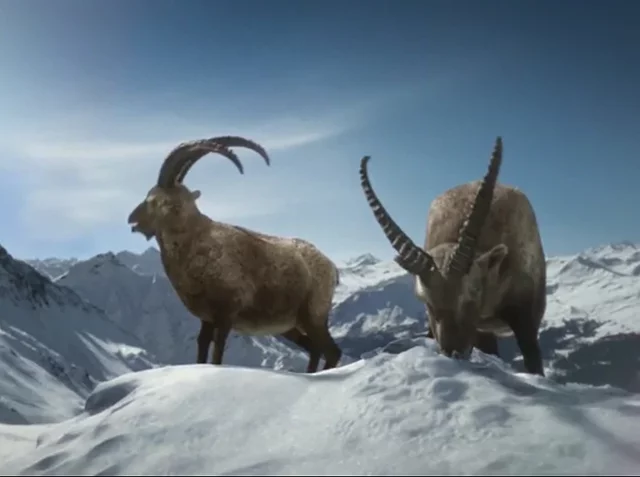 Capra pyrenaica lusitanica