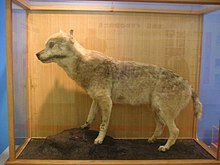 Canis lupus hodophilax