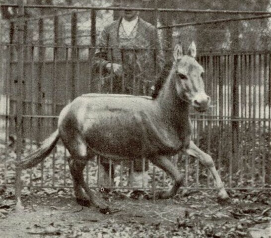 Equus hemionus hemippus