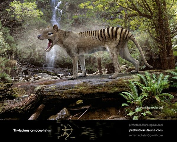 Thylacinus cynocephalus