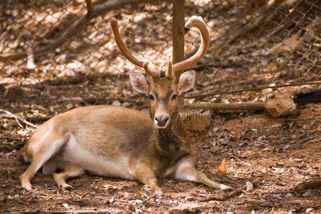 Rucervus schomburgki
