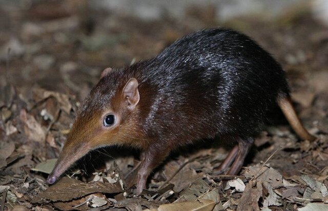 Crocidura trichura