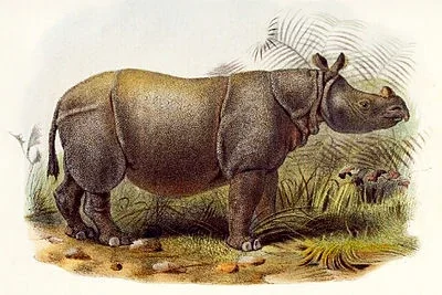 Rhinoceros sondaicus annamiticus